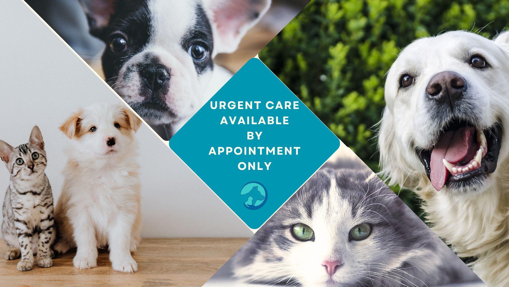 Services Offered By Hilltop Animal Hospital Home - Hilltop Veterinary Clinic