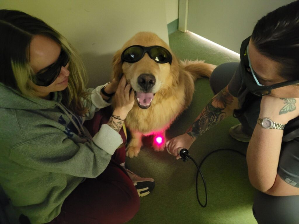 Services Offered By Hilltop Animal Hospital Services - Hilltop Veterinary Clinic